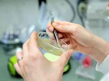 Una científica examina una muestra de laboratorio Una científica examina una muestra de laboratorio