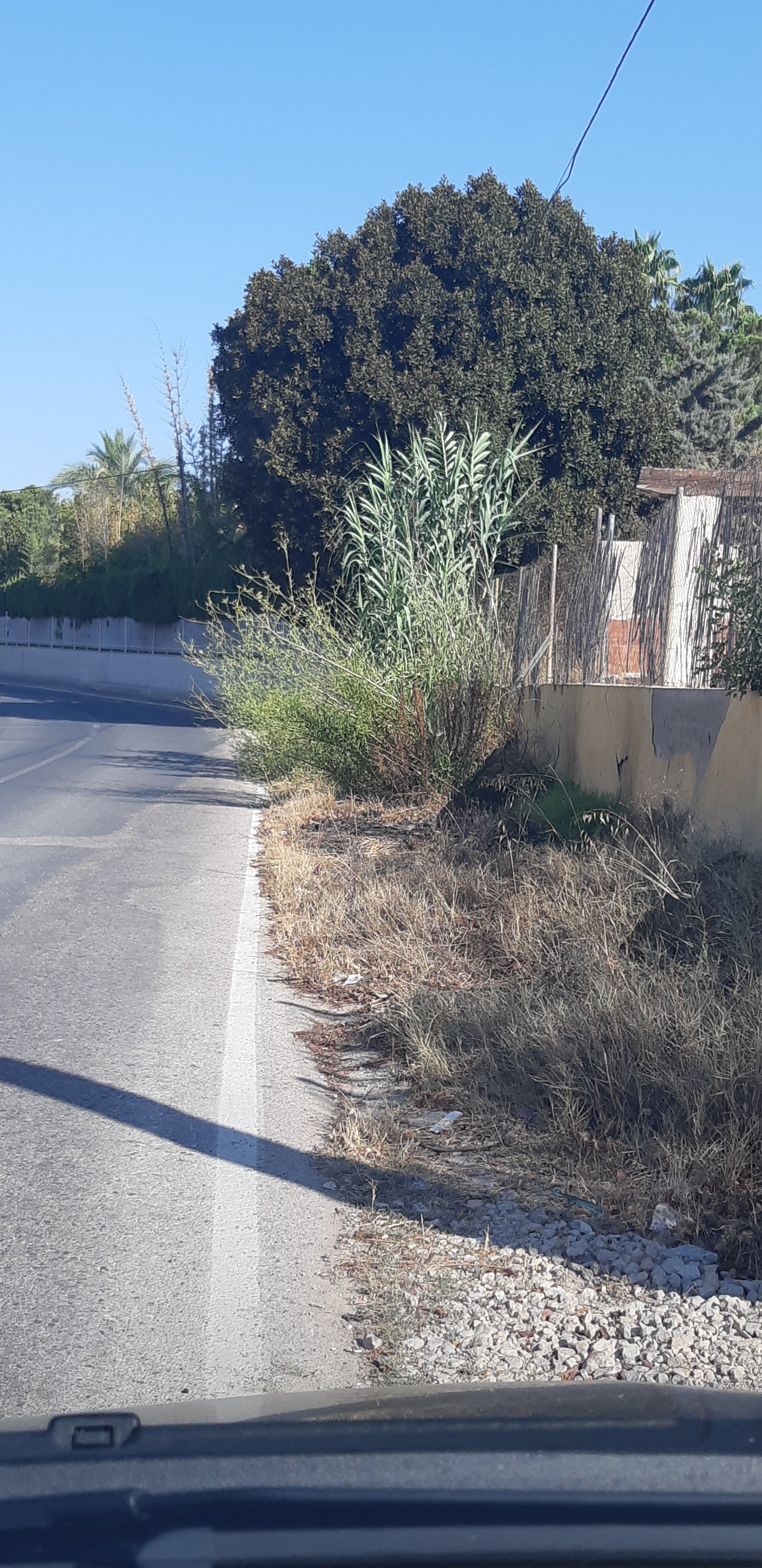 ARBUSTOS PELIGROSOS Hola En el Camino Viejo de Santa Pola que es una vía alternativa a la carretera de Santa Pola y que en verano tiene su máximo punto de circulación debido a los atascos de la vía principal (CV 865) hay varios puntos de mucho peligro debido a la cantidad de matas y arbustos que invaden la calzada y por lo que el conductor ha de invadir el carril izquierdo de la vía para evitarlos. Hay muchos mas, pero estos de las fotos se encuentran en dirección Elche, exactamente a 1,750 Kms antes de la gasolinera que hay en esta carretera Camino Viejo de Santa Pola antes de llegar al Hospital General de Elche. Además es una vía donde se circula a velocidad muy alta y no regulada donde este año, hace unos días, ha habido un accidente mortal por velocidad. Al ser considerado "un atajo" para evitar el tráfico de la carretera principal, la gente piensa que atajar es ir deprisa con el riesgo para todos los ciclistas y peatones que la transitan especialmente en estos meses de verano Tampoco hay regulación de la velocidad y después del accidente citado se han puesto unos pocos carteles de limitación a 40 km/h como toda acción al respecto. Espero consigan ustedes algo al respecto. Saludos Juan Antonio Hernandez Marin 21949009V