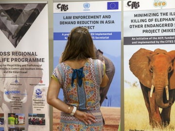 El comercio de jirafas, elefantes y reptiles a debate en la 18ª cumbre CITES