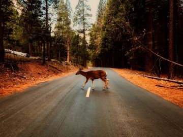 Animal en carretera 