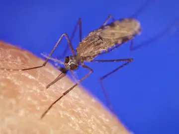 Crean el primer mapa celular del parasito de la malaria Crean el primer mapa celular del parasito de la malaria