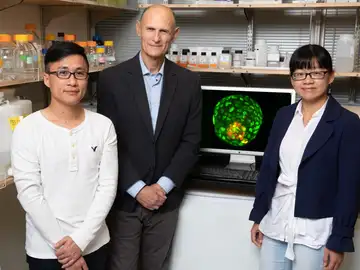 Logran crear embriones artificiales con una sola celula de oreja de raton Logran crear embriones artificiales con una sola celula de oreja de raton