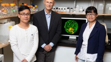 Logran crear embriones artificiales con una sola celula de oreja de raton Logran crear embriones artificiales con una sola celula de oreja de raton