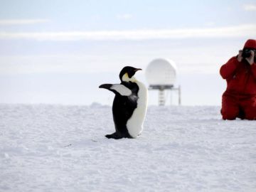 Pingüino emperador fotografiado Pingüino emperador fotografiado