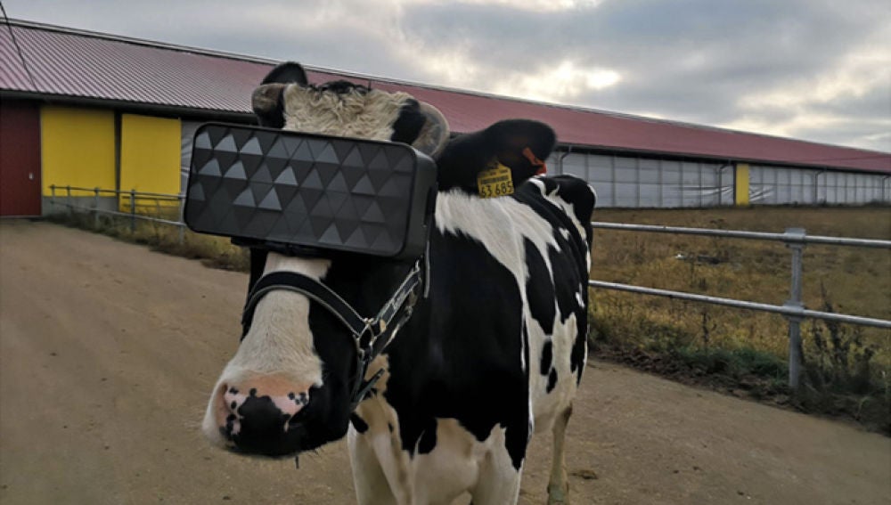 Ponen gafas virtuales a las vacas