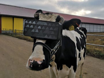 Ponen gafas virtuales a las vacas