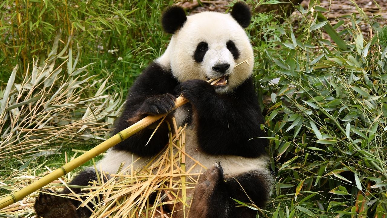 material Indica taller El oso panda deja de ser una especie en peligro de extinción pero sigue  amenazada | HAZTE ECO