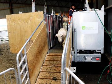 Primeras ovejas 'bajas en emisiones de metano', en Nueva Zelanda