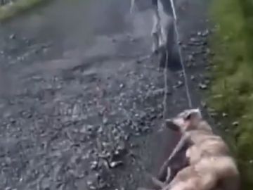 Un cazador arrastra a su perra tras darle una paliza