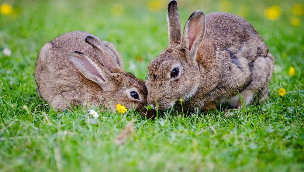 Dos conejos europeos