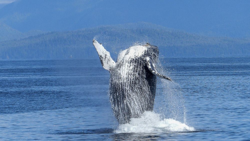 Fotografía de una ballena jorobada