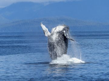 Fotografía de una ballena jorobada