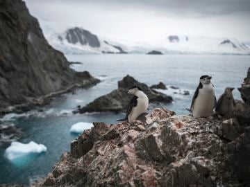 Población de pingüinos barbijo en Antártida