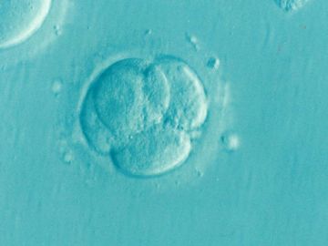 Embrión por fecundación in vitro