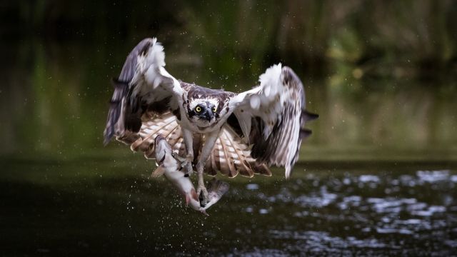 Águila pescadora