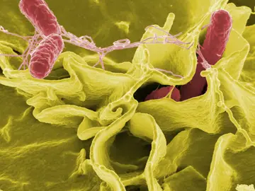 Bacteria Salmonella Bacteria Salmonella