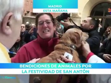 Disfruta de San Antón en compañía de tu mascota