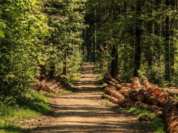 Deforestación forestal