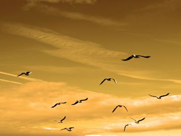 Aves en pleno vuelo