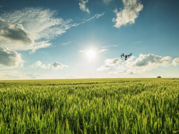 Dron en campos de cultivo