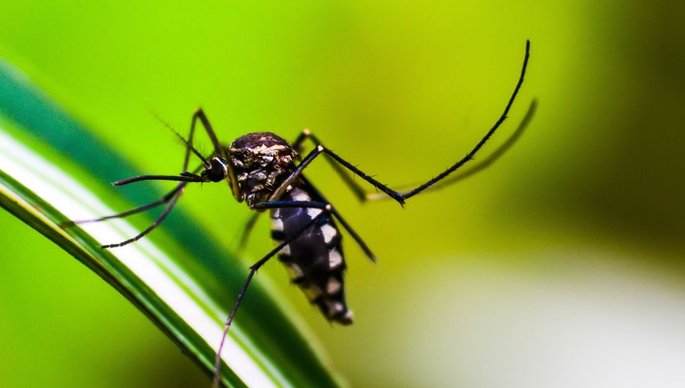 Uno de los mosquitos responsables de transmitir al parásito de la malaria