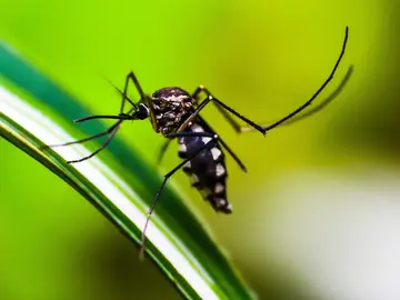 Uno de los mosquitos responsables de transmitir al parásito de la malaria Uno de los mosquitos responsables de transmitir al parásito de la malaria