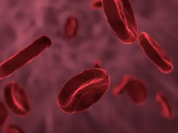 Glóbulos rojos Glóbulos rojos