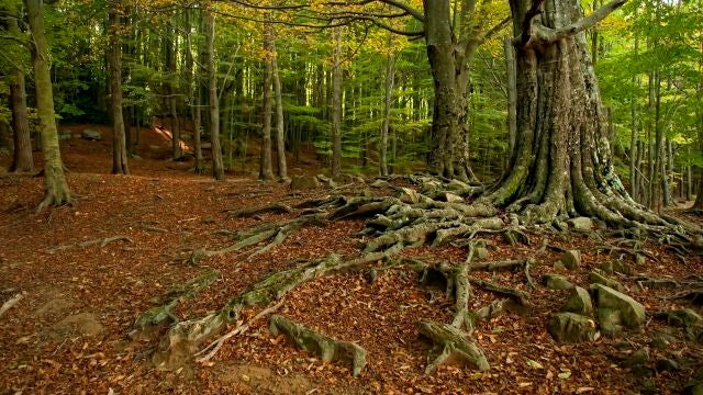 El ritmo de captura de CO2 de los bosques catalanes disminuye un 17 en 25 anos