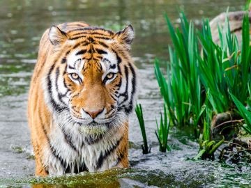 Tigre