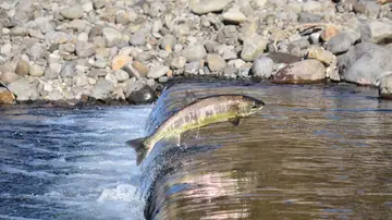 Salmón en un río