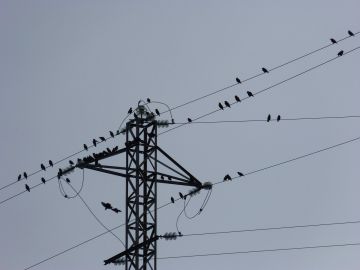 Aves en un tendido eléctrico