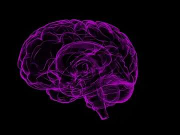 Cerebro Cerebro
