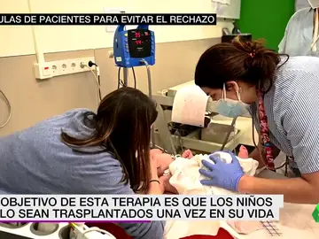 Nueva terapia para evitar el rechazo de órganos trasplantados en niños Nueva terapia para evitar el rechazo de órganos trasplantados en niños