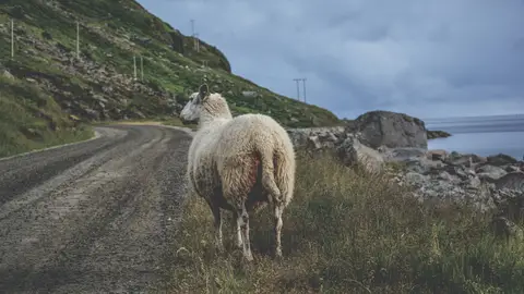 Adelantar animales en carretera Adelantar animales en carretera