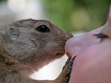 Contacto de animales con humanos Contacto de animales con humanos