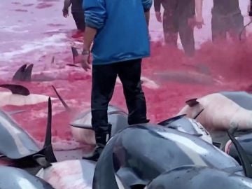 Matanza delfines 
