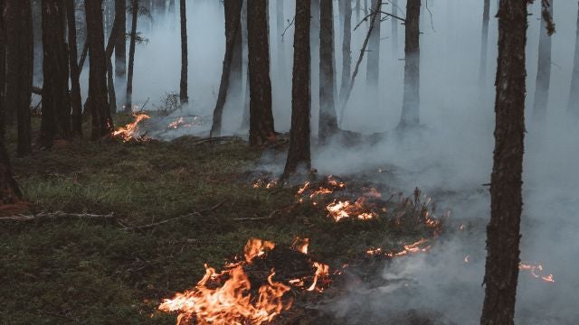 Incendio forestal