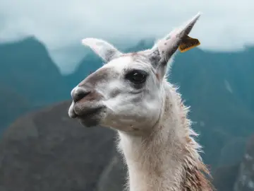 Los anticuerpos de llama son eficaces contra la Covid-19 Los anticuerpos de llama son eficaces contra la Covid-19