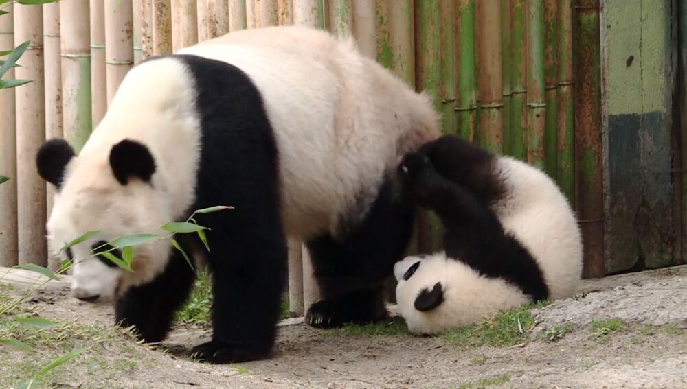 punto habilitar Destructivo Un paseo por el Zoo de Madrid para conocer como se reproducen los pandas  gigantes y cómo se evacúan leones en caso de emergencia | HAZTE ECO