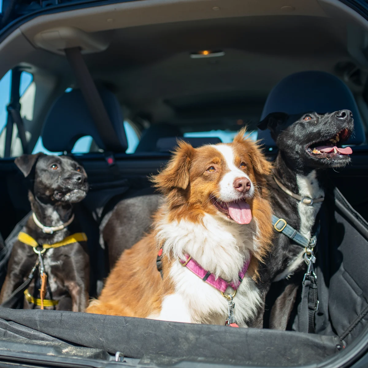 🚗 ¿Cómo mantener limpio tu coche cuando tienes perro?