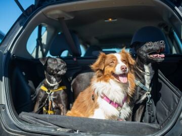 ¿Sabes cómo viajar con tu mascota de un modo seguro en coche? 