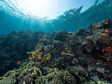 La Gran Barrera del noroeste australiano alcanza niveles récord de corales  