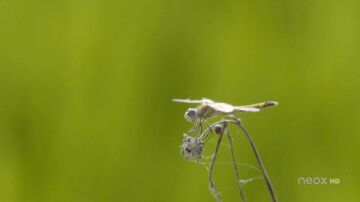 Los insectos, claves para el equilibro de los ecosistemas