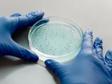 Dos estudios revelan cómo las bacterias pueden ayudar al cáncer a progresar y resistir el tratamiento Dos estudios revelan cómo las bacterias pueden ayudar al cáncer a progresar y resistir el tratamiento