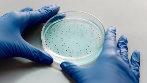 Muestra de laboratorio