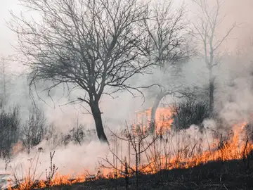 Los incendios extremos serán la "nueva normalidad", alertan los expertos Los incendios extremos serán la "nueva normalidad", alertan los expertos