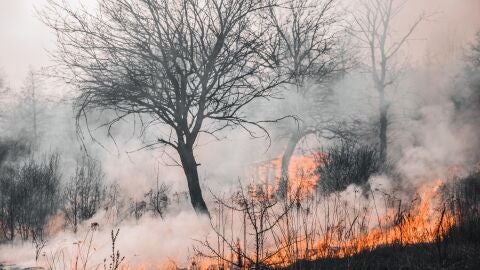 Incendio forestal