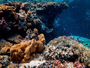 Expertos piden que La Gran Barrera de Coral figure en la lista de Patrimonio de la Humanidad en Peligro