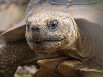 Algunas tortugas y cocodrilos pueden extinguirse en pocos años