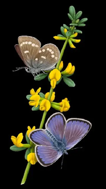 Mariposa Xerces Blue